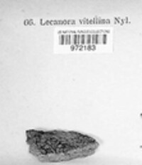 Candelariella vitellina image